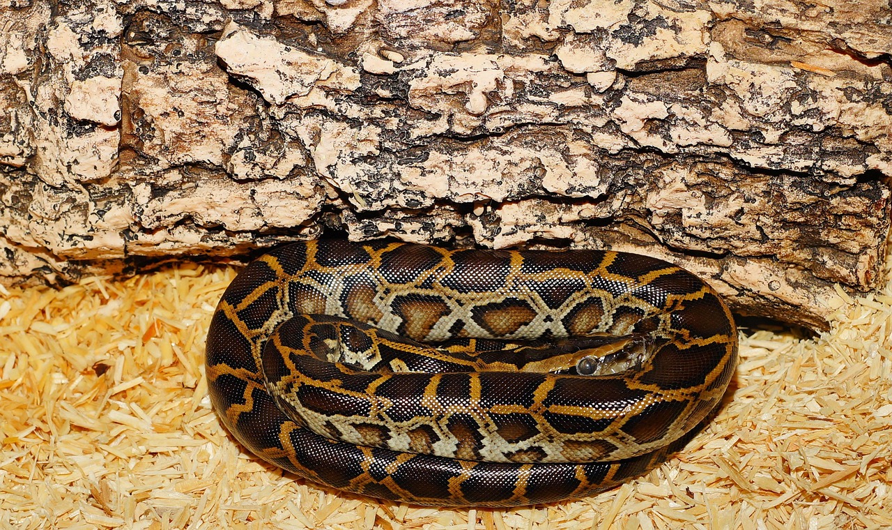 Pro Tips: Getting Results With Top-Rated Python Programming Books for Data Science Beginners