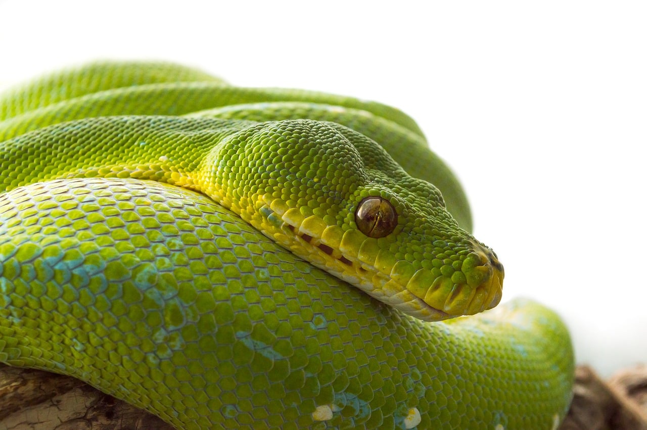 7 Mistakes to Avoid With Top-Rated Python Programming Books for Data Science Beginners