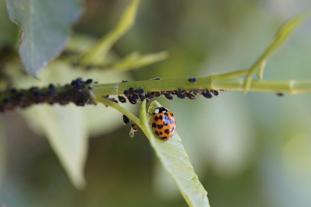 Pro Tips: Getting Results With Eco-Friendly Pest Control Products