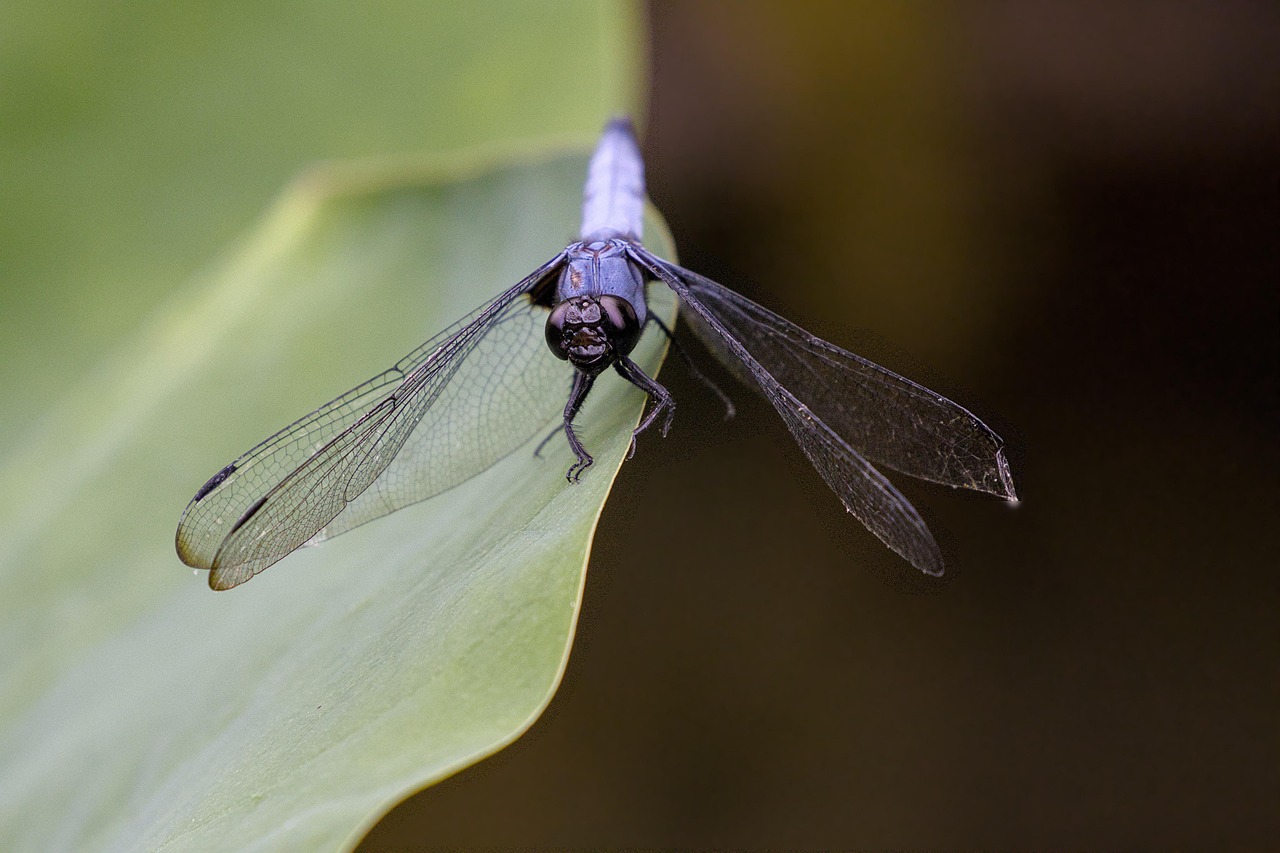 Eco-Friendly Pest Control Products for Organic Gardening on a Budget