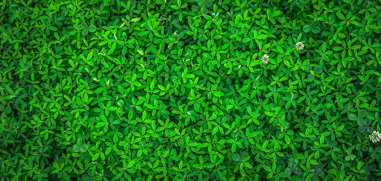 Is Eco-Friendly Pest Control Products for Organic Gardening Worth It?