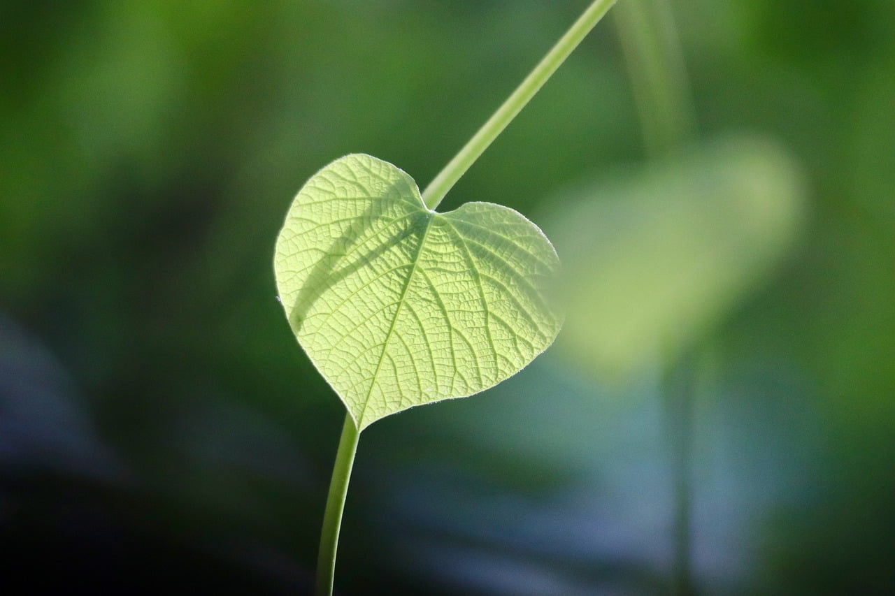Eco-Friendly Pest Control Products for Organic Gardening: Complete Buyer's Guide