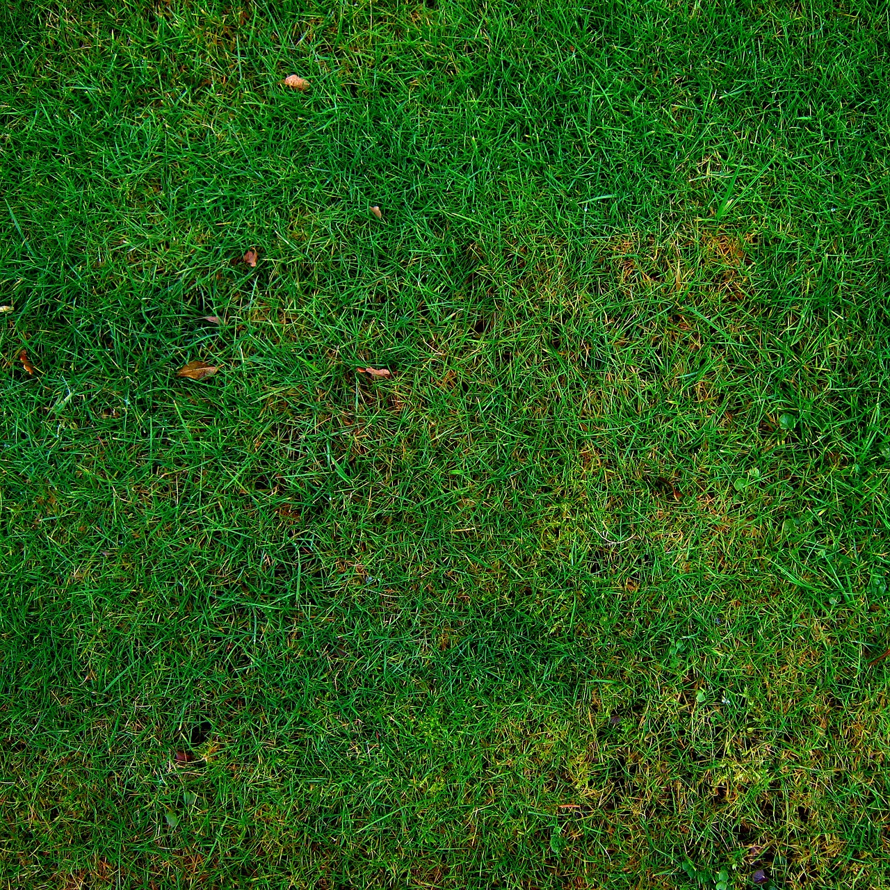 7 Mistakes to Avoid With Eco-Friendly Pest Control Products for Organic Gardening