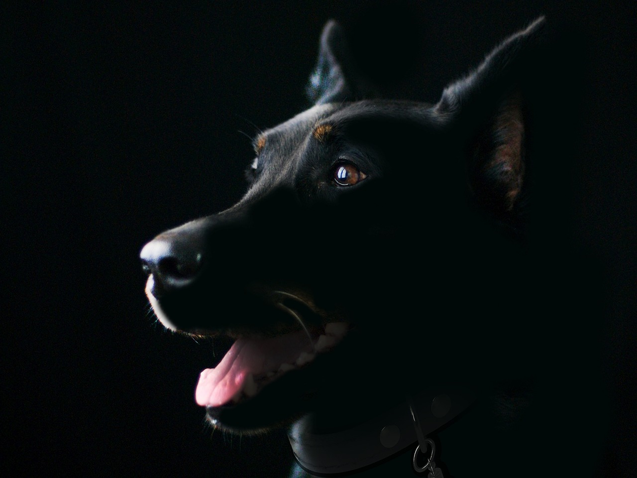 Is Advanced Dog Training Tools for Professionals Worth It? Honest Breakdown