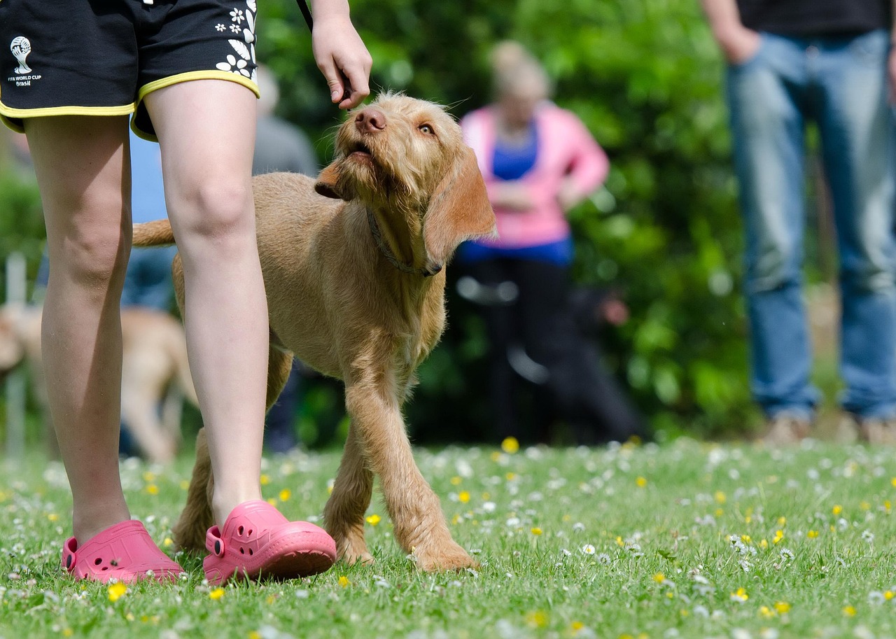 Advanced Dog Training Tools for Professionals: The Complete Buyer’s Guide
