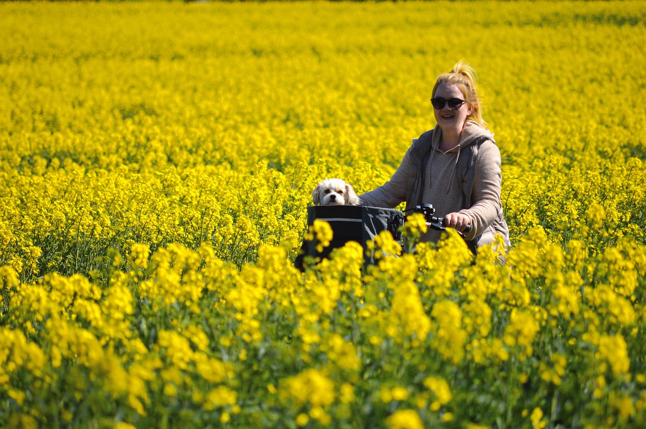 Pro Tips: Getting Results With Advanced Dog Training Tools for Professionals