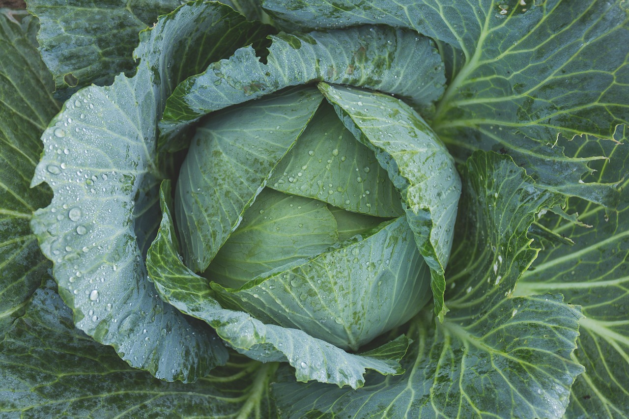7 Mistakes to Avoid With the Best Organic Fertilizer for Vegetable Gardens