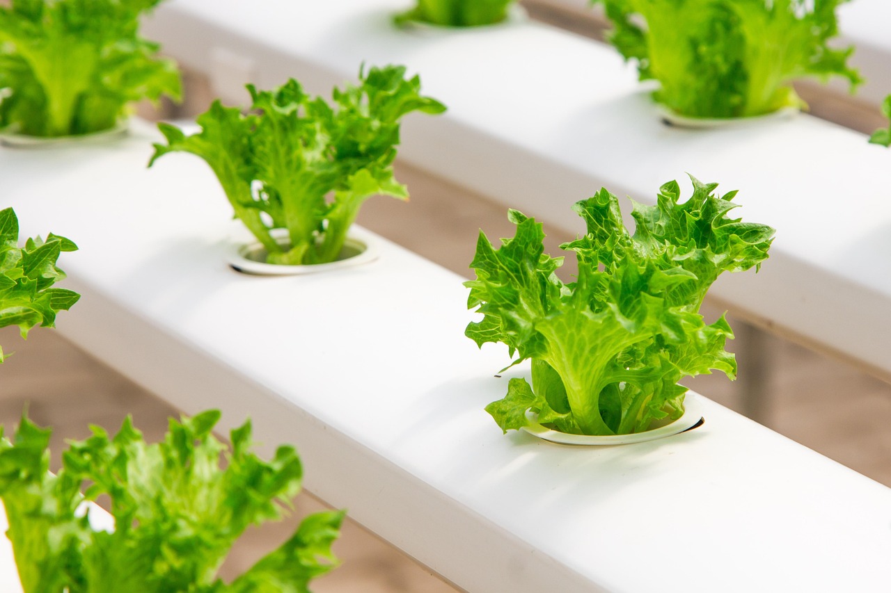 7 Mistakes to Avoid With Beginner-friendly Hydroponic Systems