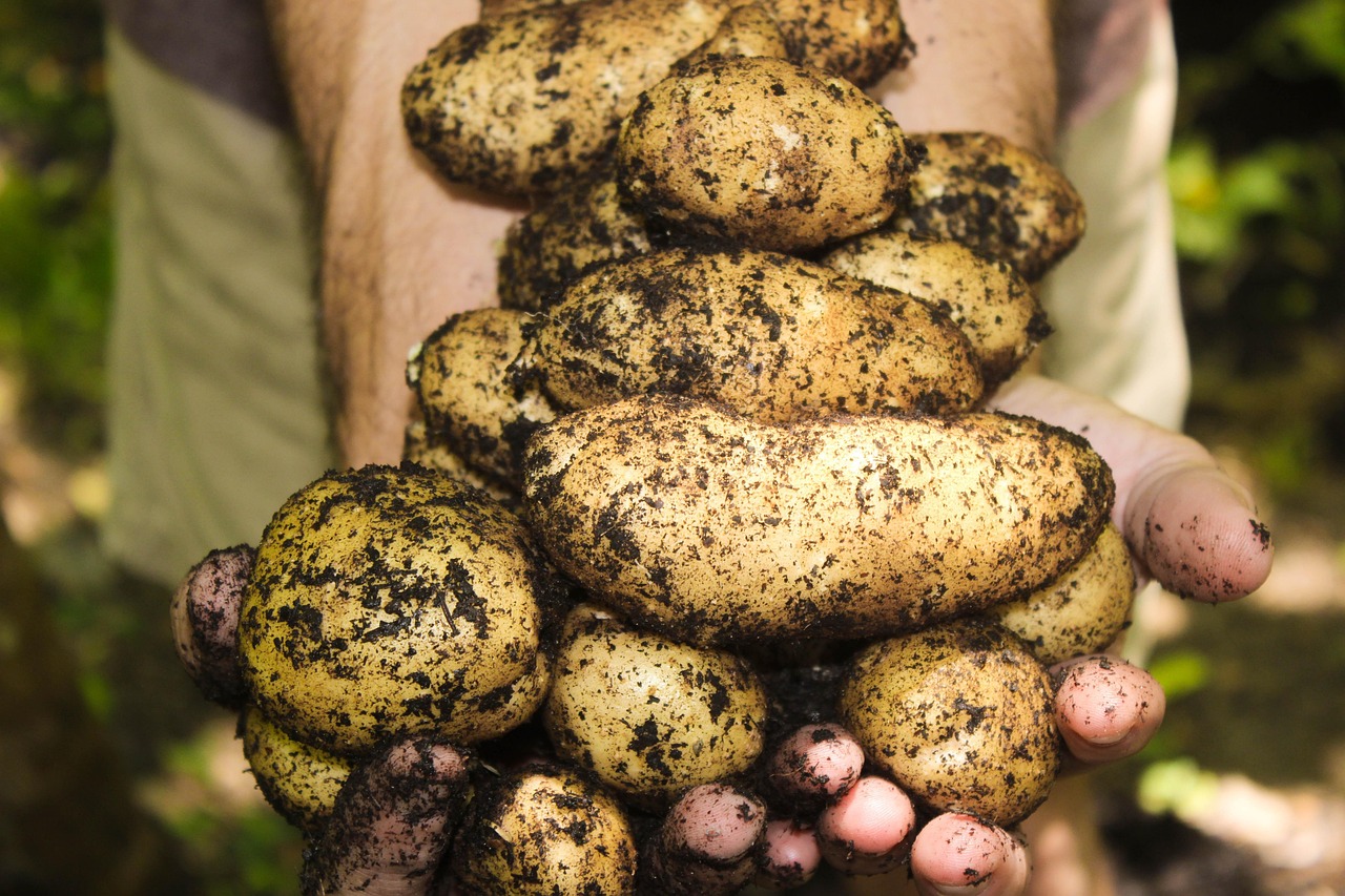 Best Organic Fertilizer for Vegetable Gardens on a Budget (2026 Guide)