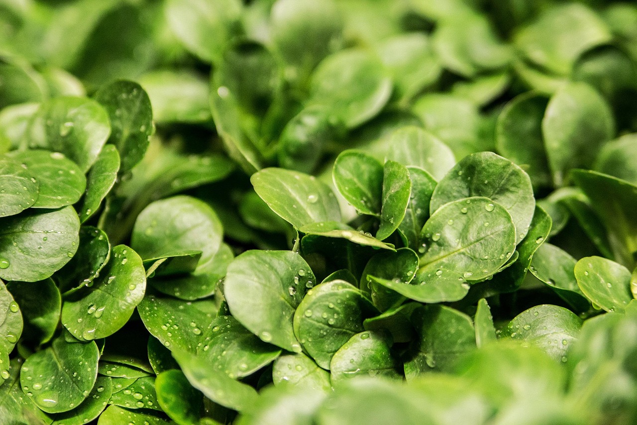 Best Organic Fertilizer for Vegetable Gardens: A Beginner's Guide