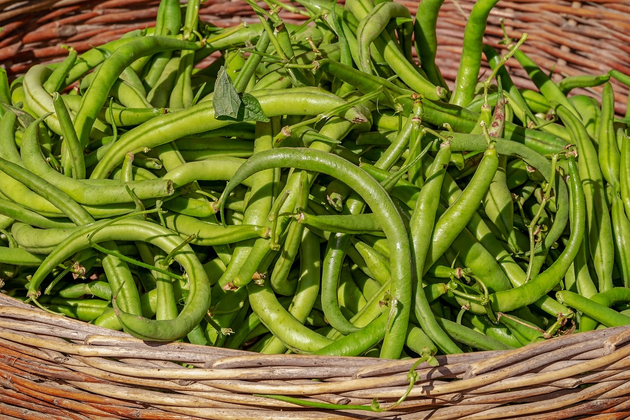 Best Organic Fertilizers for Vegetable Gardens in 2026