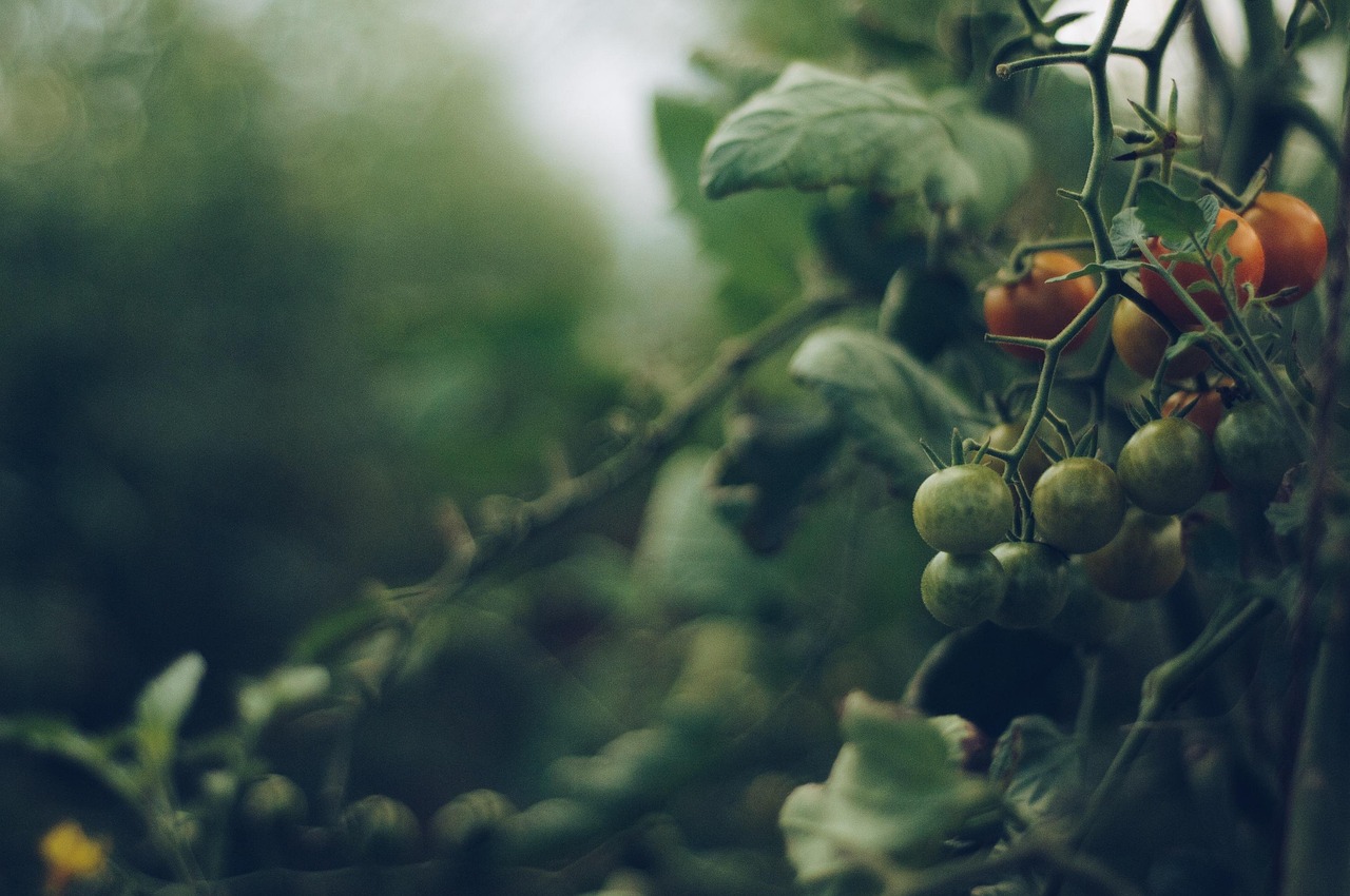 Is the Best Organic Fertilizer for Vegetable Gardens Worth It? Honest Breakdown