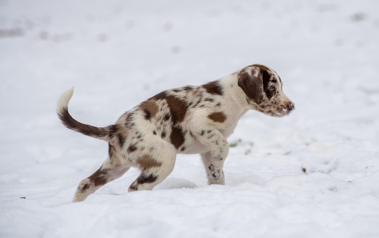 Online Dog Training for Beginners: A Step-by-Step Guide — Online Training for Happy Dogs