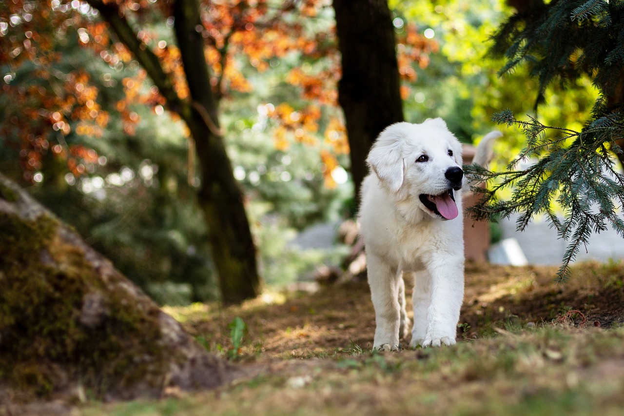 5 Online Dog Training Mistakes to Avoid in 2026