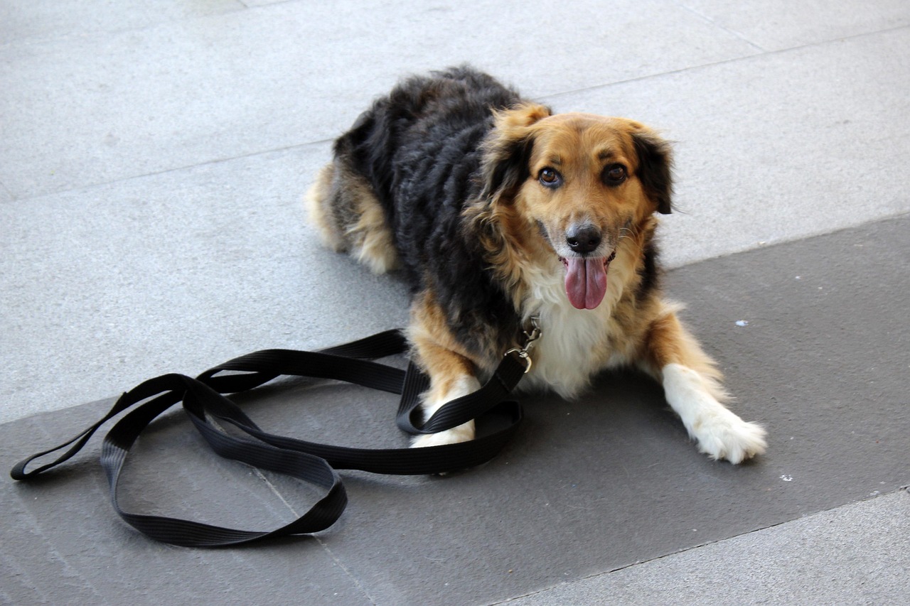 Your First Week of Online Dog Training: A Simple Plan