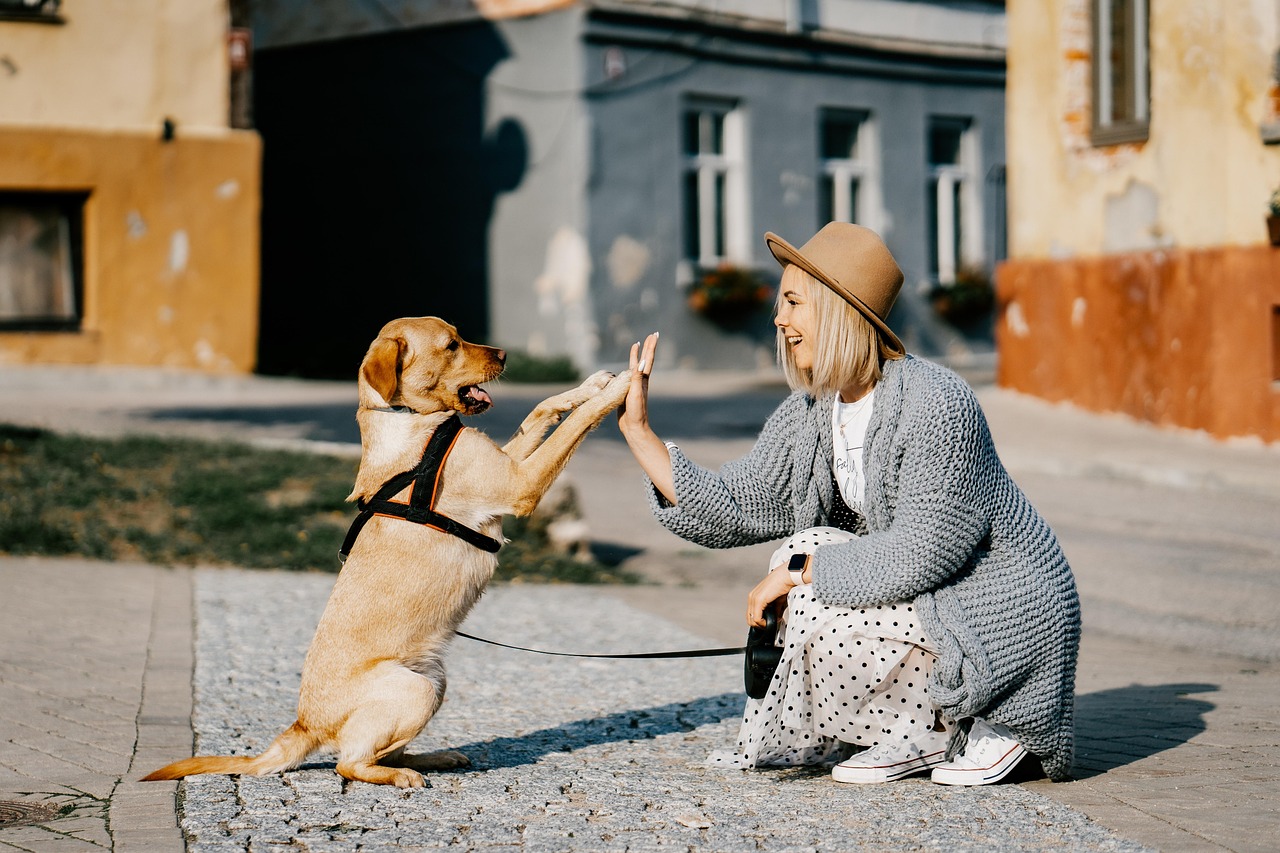 5 Costly Online Dog Training Mistakes Beginners Make