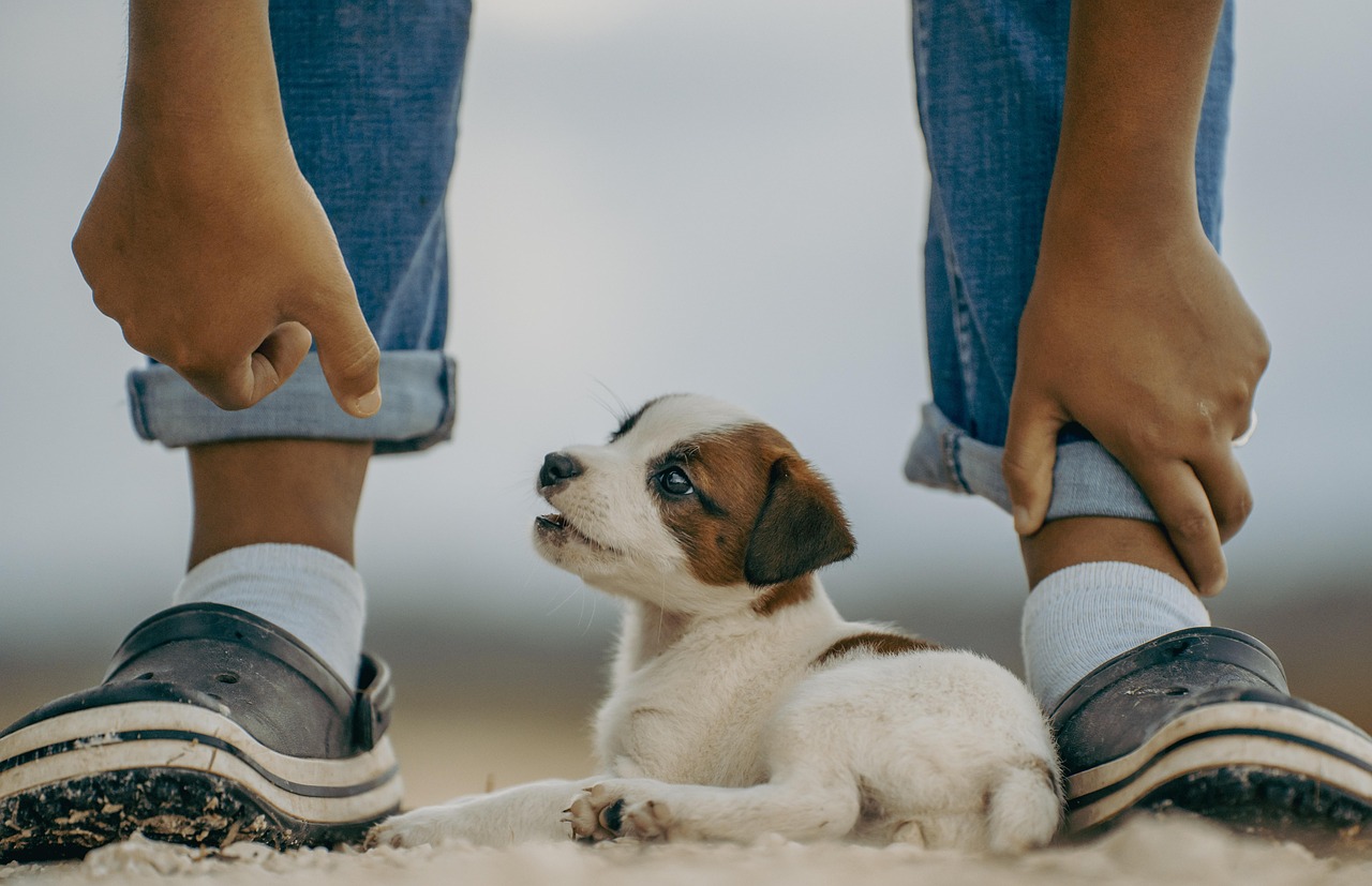 Online Dog Training Review: Is It Worth It in 2026? — Online Training for Happy Dogs