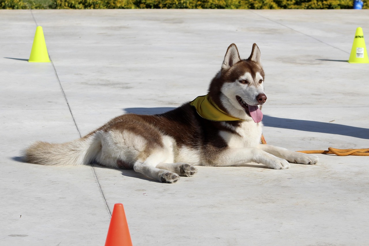 Budget Online Dog Training Guide for Happy Pups (2026)