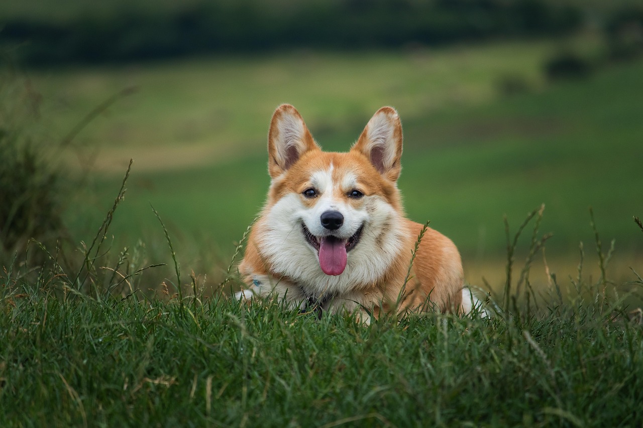 Online Dog Training Courses: 2026 Buyer's Guide