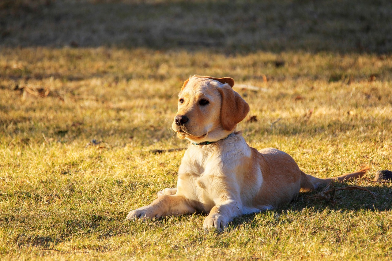 Online Dog Training Basics: A Beginner's Step-by-Step Guide — Online Training for Happy Dogs