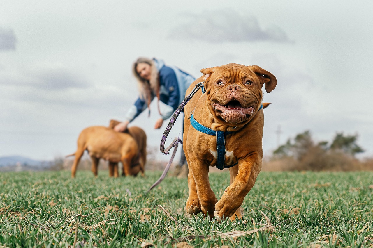 Online Dog Training Mistakes to Avoid (2026 Guide) — Online Training for Happy Dogs