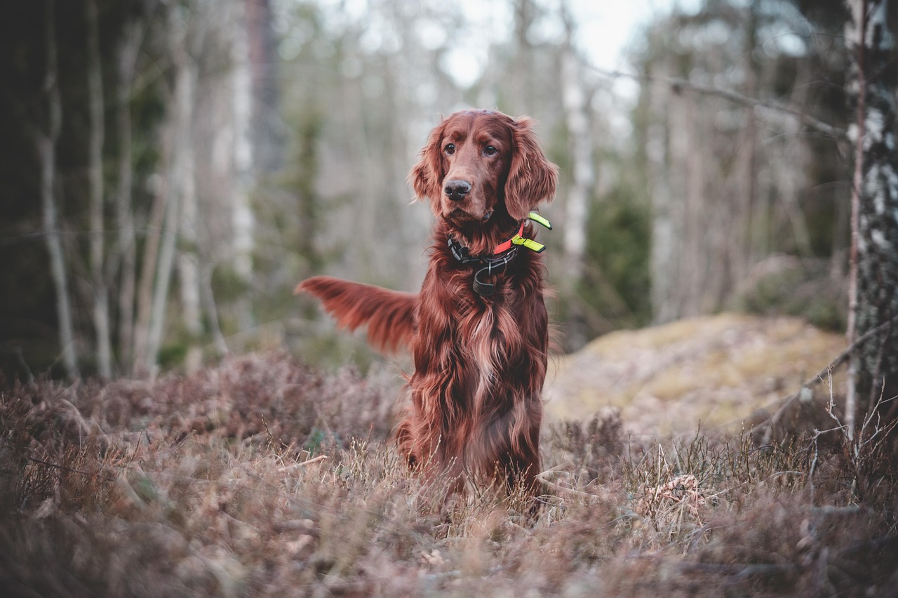 Online Dog Training for Beginners: A Step-by-Step Guide