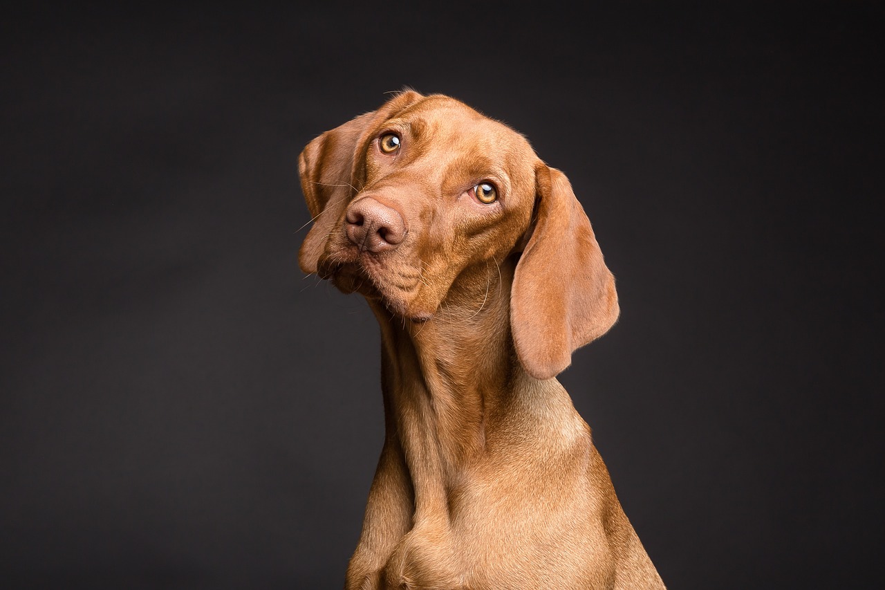 Your First Week of Online Dog Training: A Simple Plan — Online Training for Happy Dogs