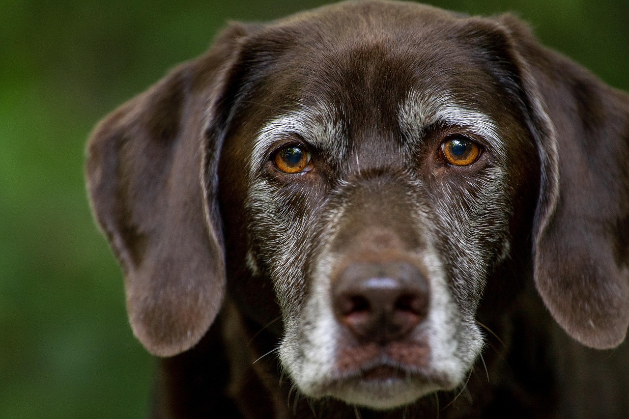 Is Online Dog Training Worth It? 2026 Honest Review — Online Training for Happy Dogs