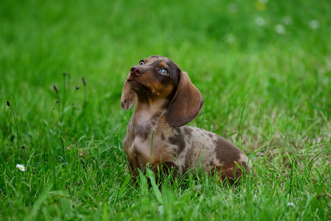 Online Dog Training Mistakes to Avoid (2026 Guide)