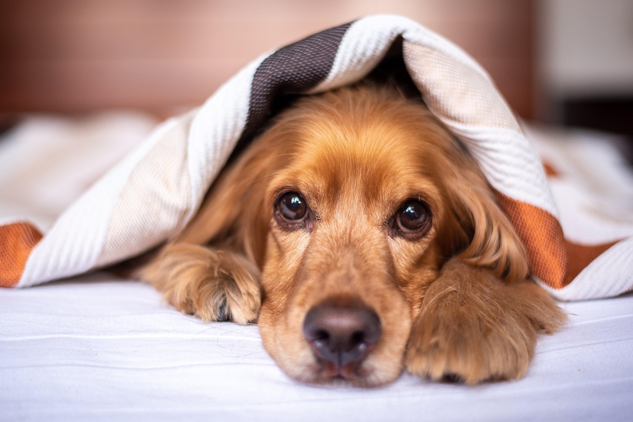 Online Dog Training Courses: 2026 Buyer's Guide — Online Training for Happy Dogs