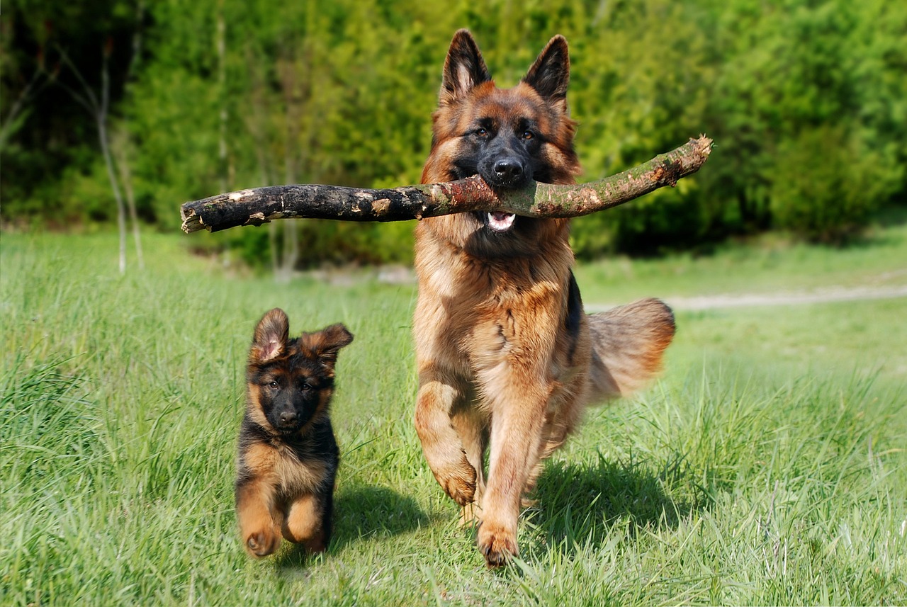 Is Online Dog Training Worth It? 2026 Honest Review