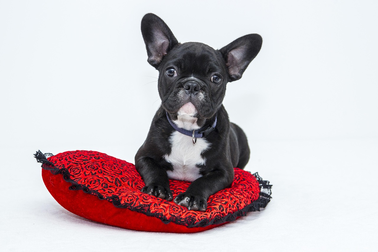 7 Online Dog Training Mistakes to Avoid in 2026 — Online Training for Happy Dogs