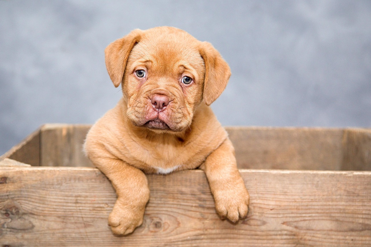 Best Online Dog Training on a Budget (2026 Guide)