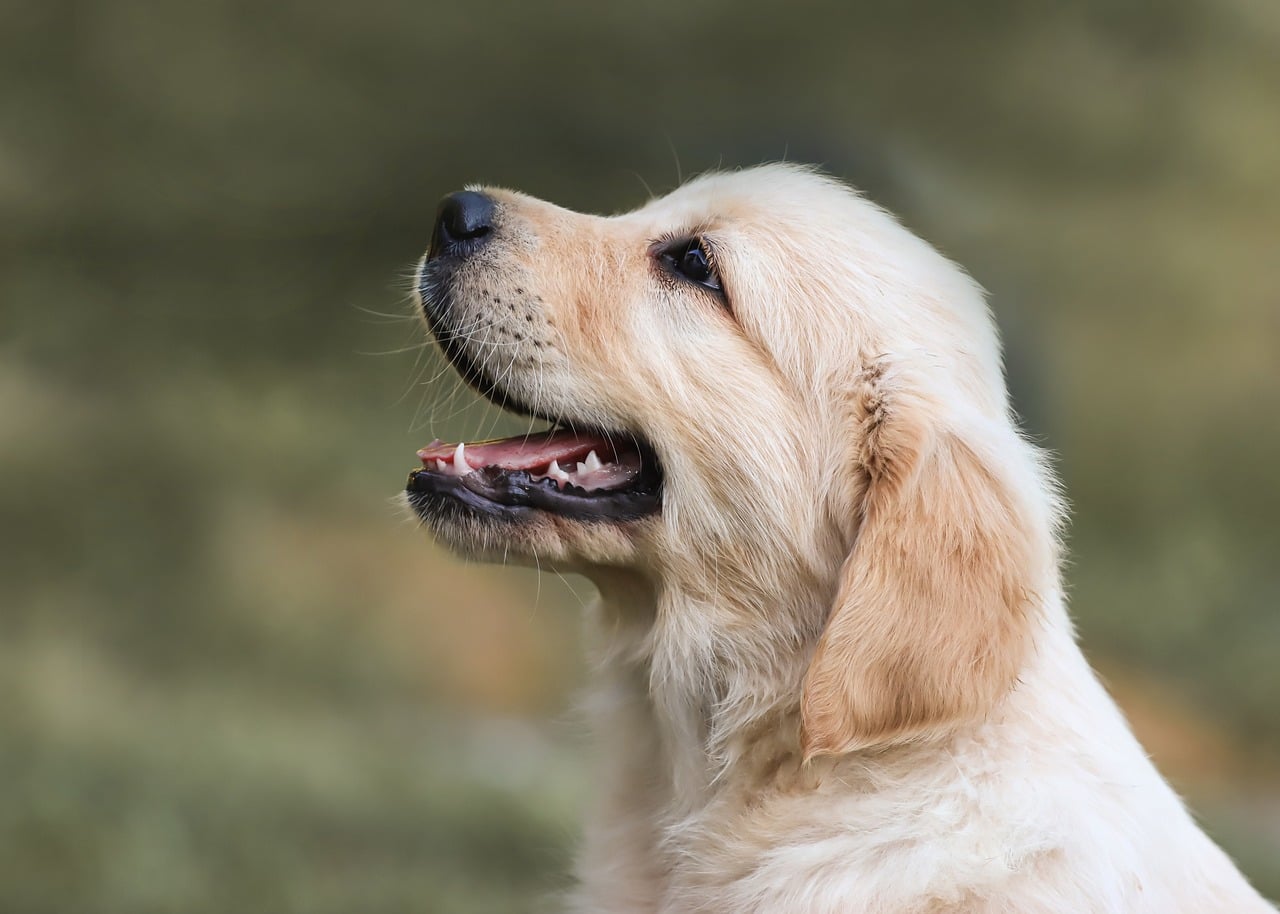 5 Online Dog Training Mistakes to Avoid in 2026 — Online Training for Happy Dogs