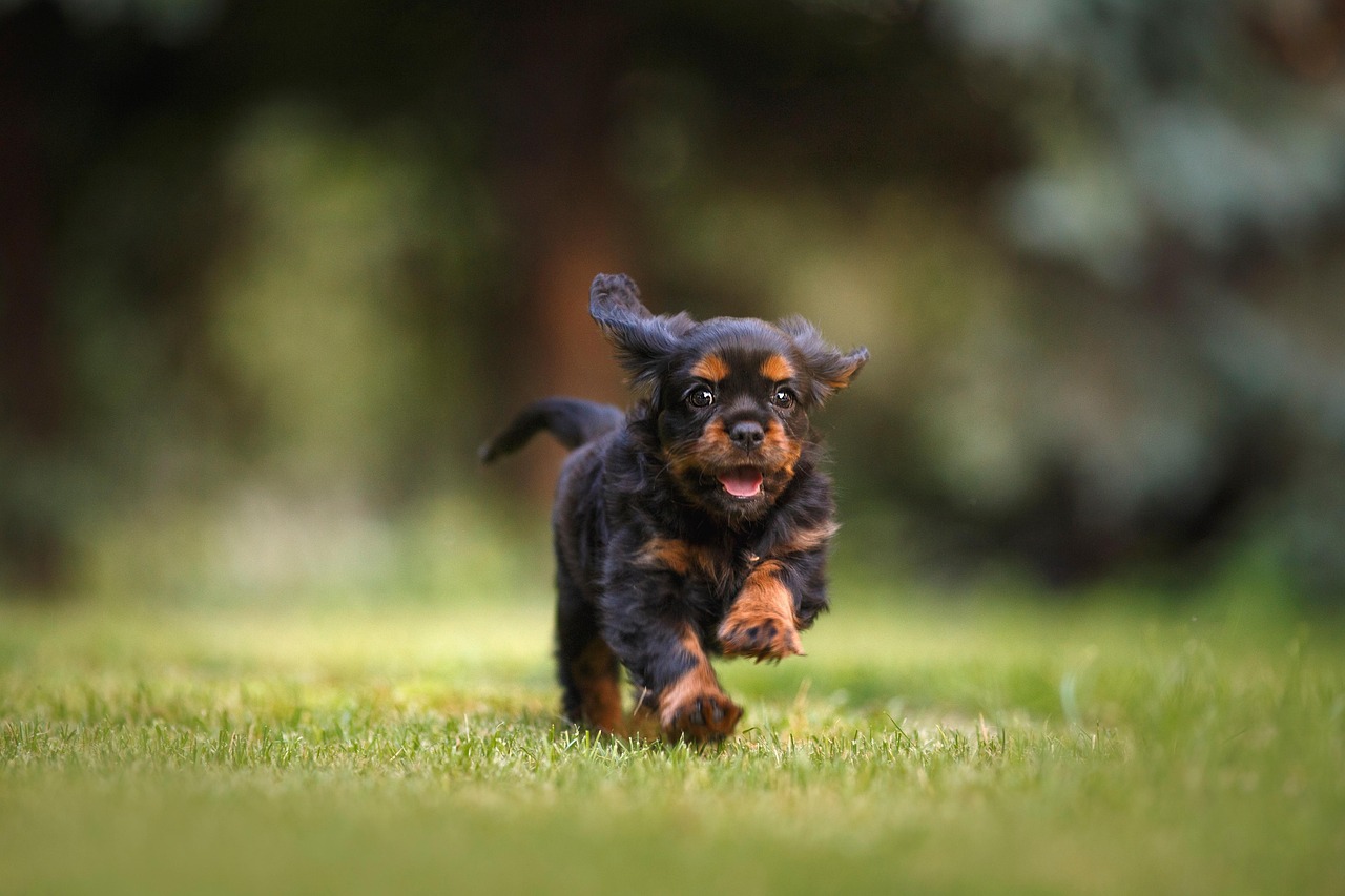 Best Online Dog Training on a Budget (2026 Guide) — Online Training for Happy Dogs