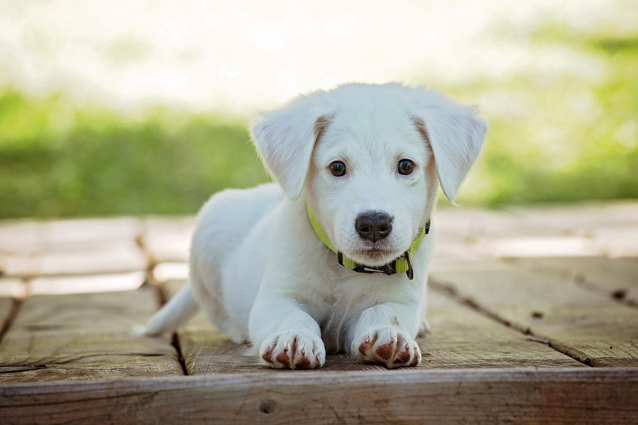Online Dog Training Courses: 2026 Buyer's Guide