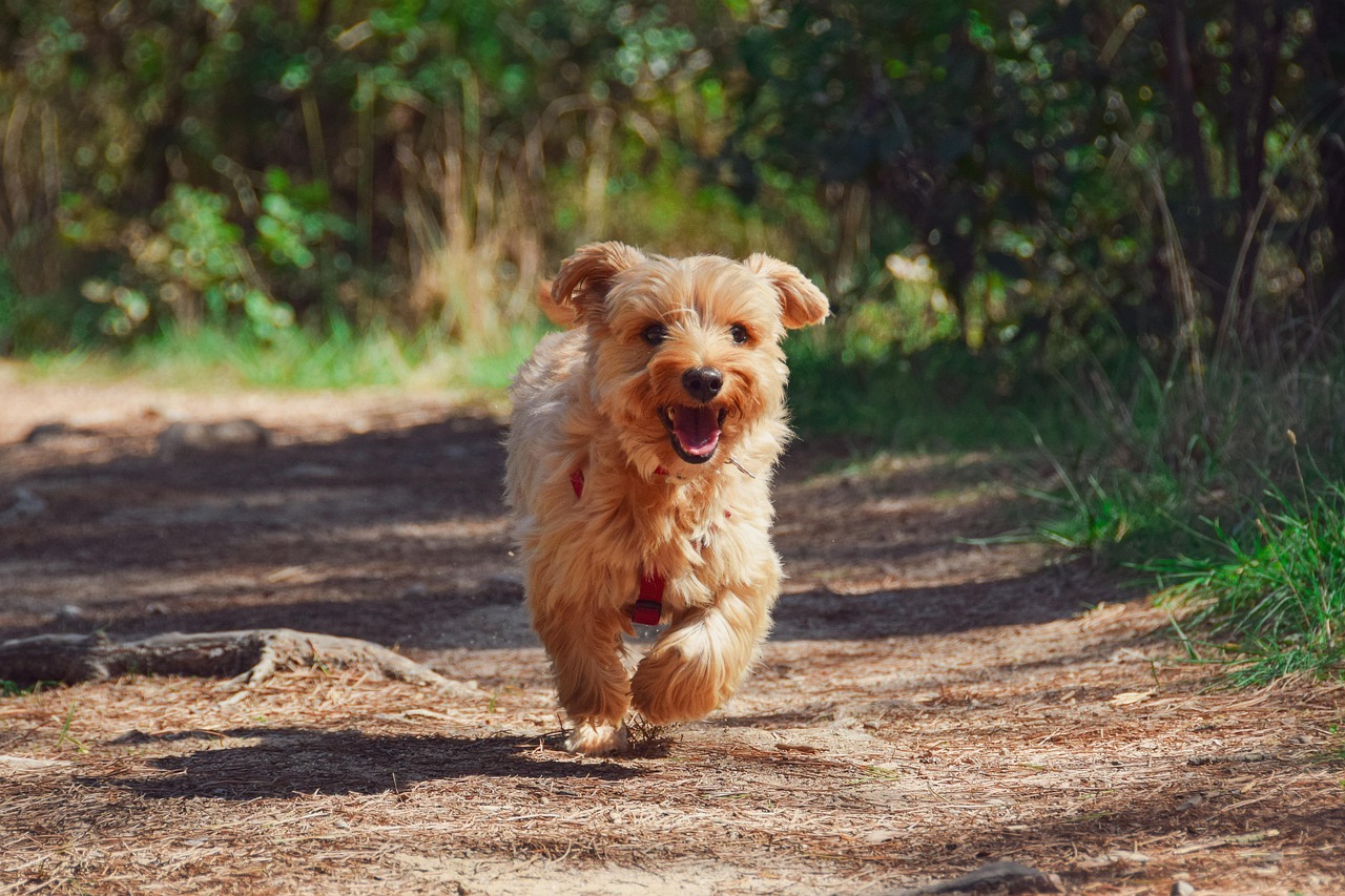 Online Dog Training Basics: A Beginner's Step-by-Step Guide