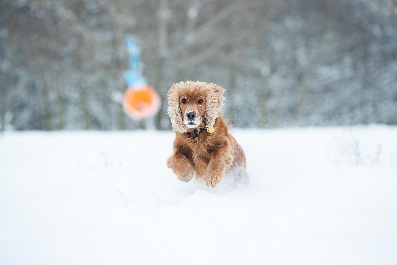 Online Dog Training Review: Is It Worth It in 2026?
