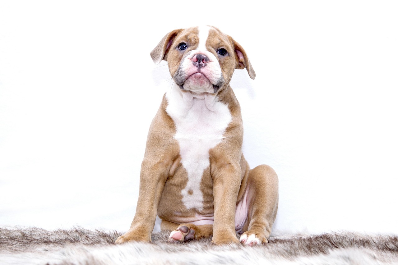 Smart Guide to Online Dog Training for Happy Pets