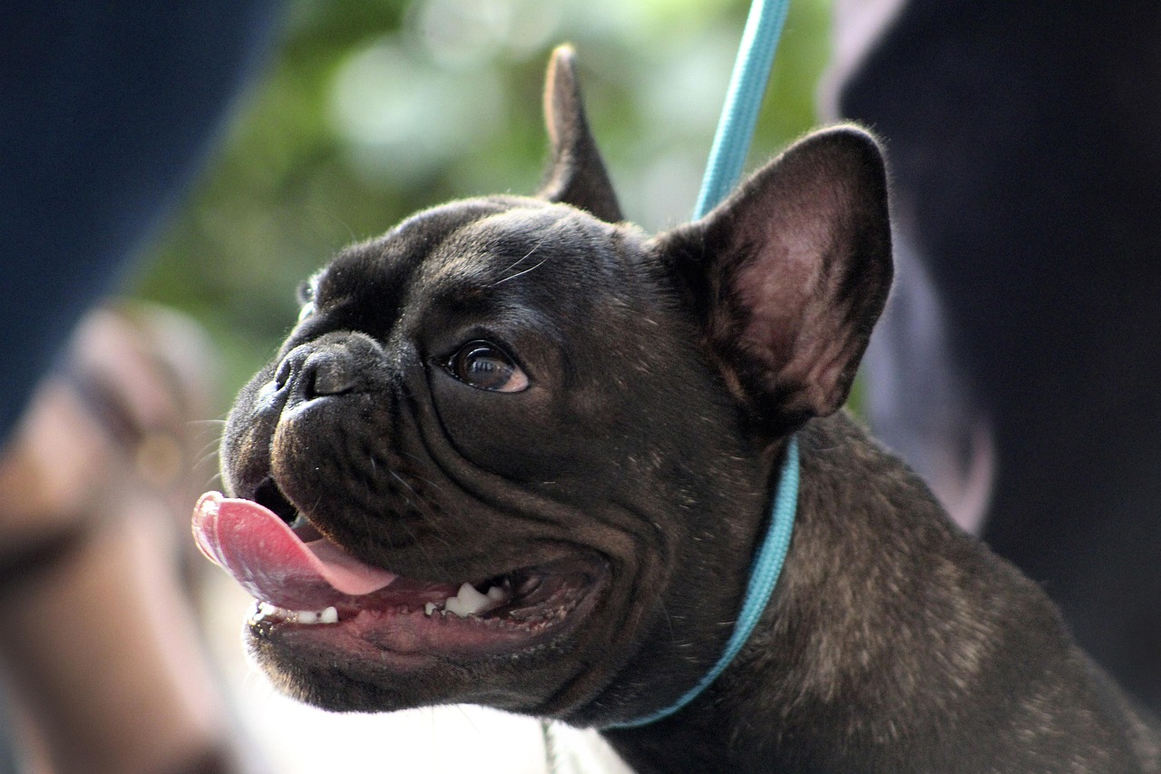 Best Online Dog Training for Happy Dogs (2026 Guide)