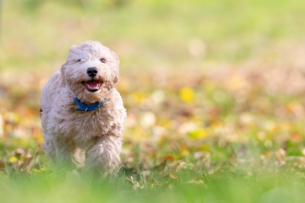 7 Online Dog Training Mistakes to Avoid in 2026