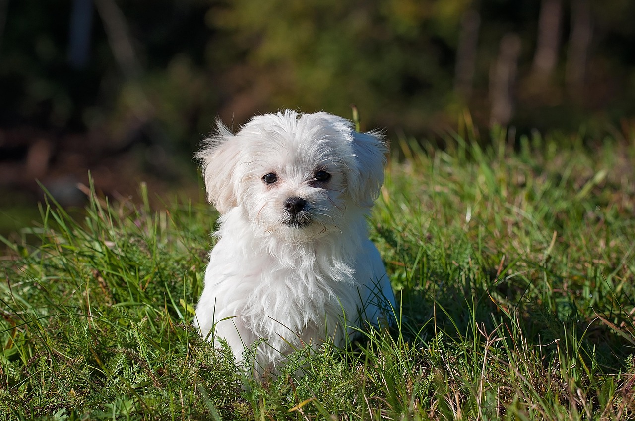 Online Dog Training Courses: 2026 Buyer's Guide — Online Training for Happy Dogs