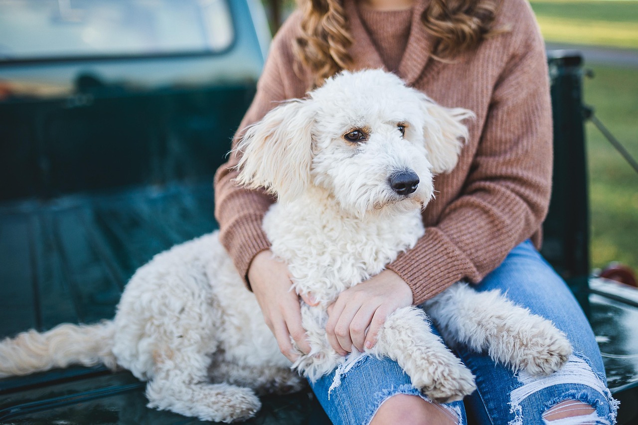 Pro Tips: Online Training for Happy Dogs (2026 Guide) — Online Training for Happy Dogs