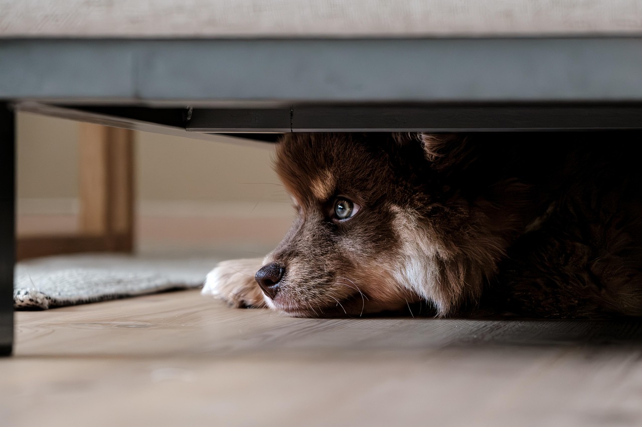Smart Guide to Online Dog Training for Happy Pets — Online Training for Happy Dogs