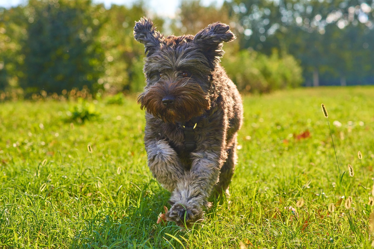 Budget Online Dog Training: What Works in 2026