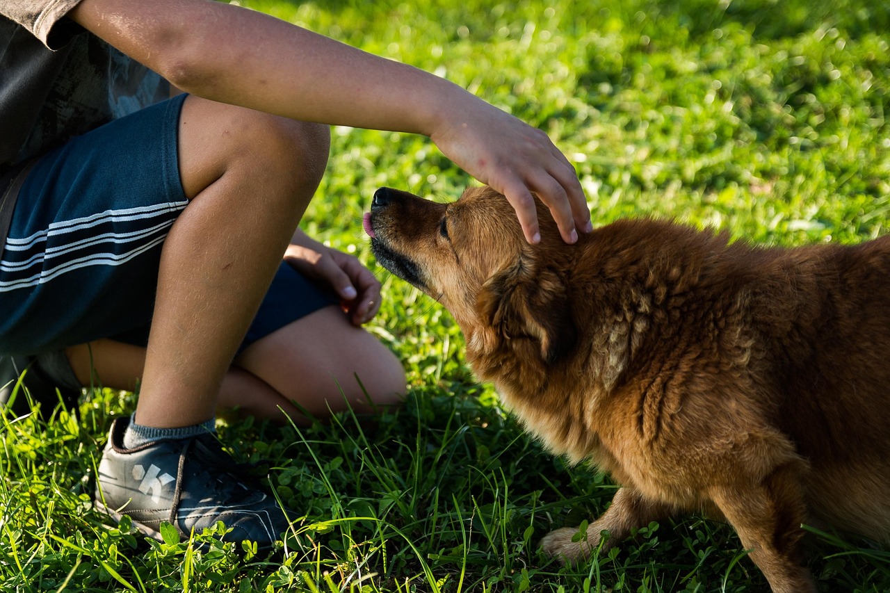 Top Online Dog Training Picks for First-Timers (2026 Guide) — Online Training for Happy Dogs