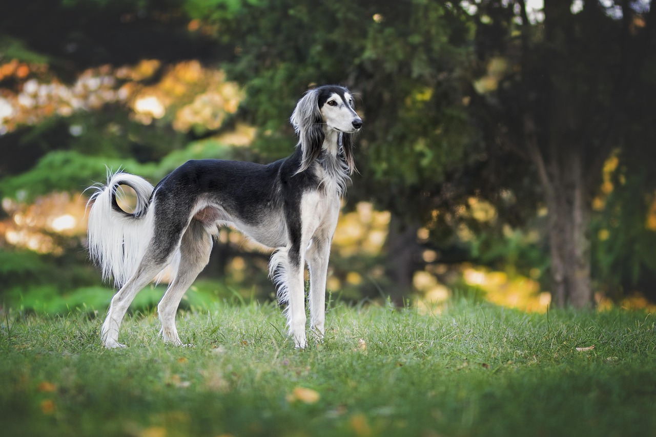Best Online Dog Training Courses for 2026
