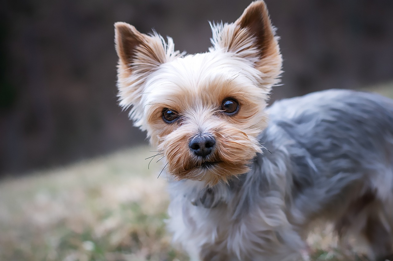 Best Online Dog Training for Happy Dogs (2026 Guide) — Online Training for Happy Dogs