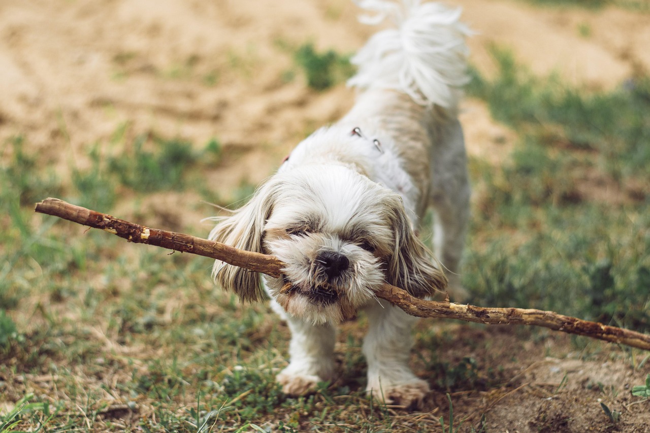 Budget Online Dog Training Guide for Happy Pups (2026)