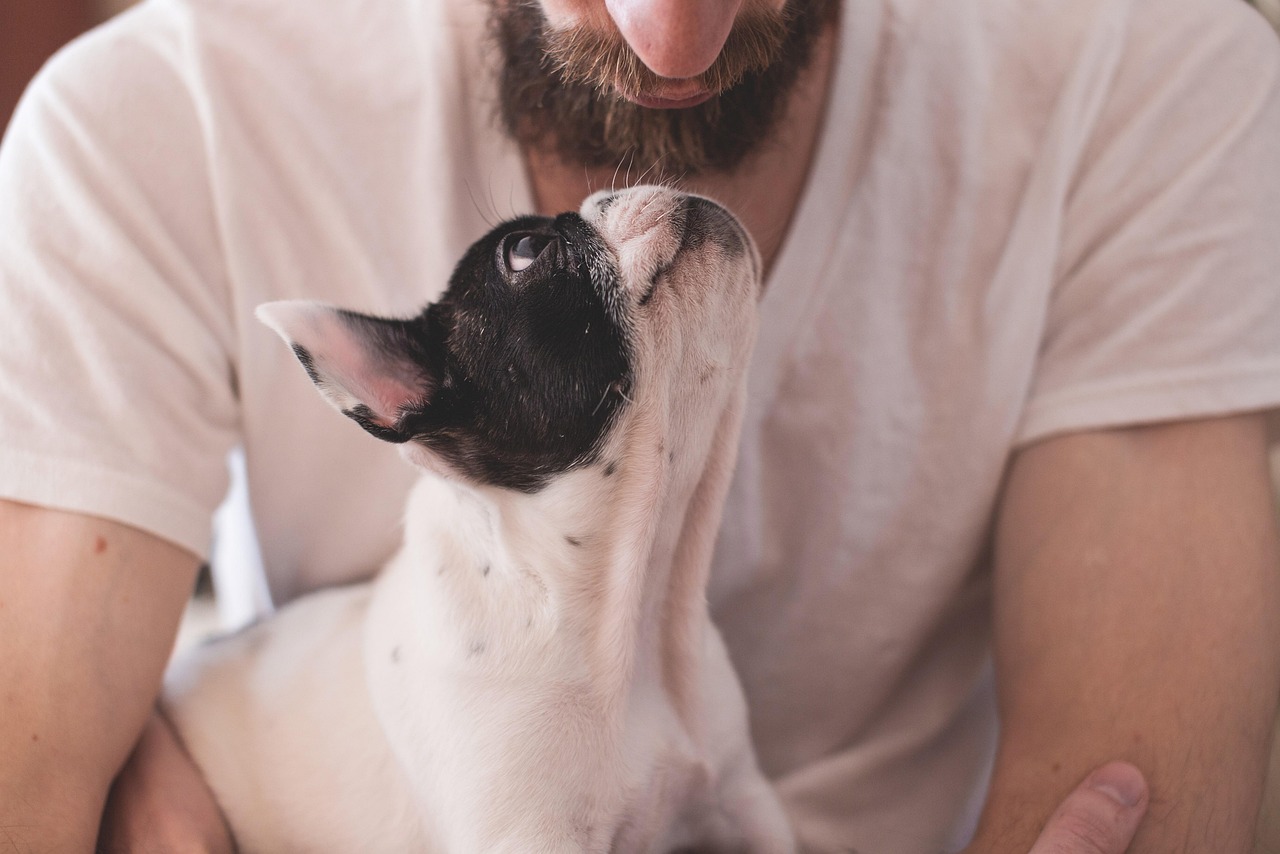 Best Online Dog Training on a Budget (2026 Guide)